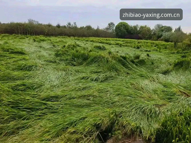 西班牙队查塔努加训练遭130公里强风暴中断最新动态，台风季备战节奏被打乱了多少